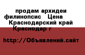 продам архидеи филинопсис › Цена ­ 400 - Краснодарский край, Краснодар г.  »    